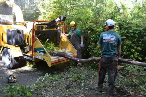 tree services Lake City